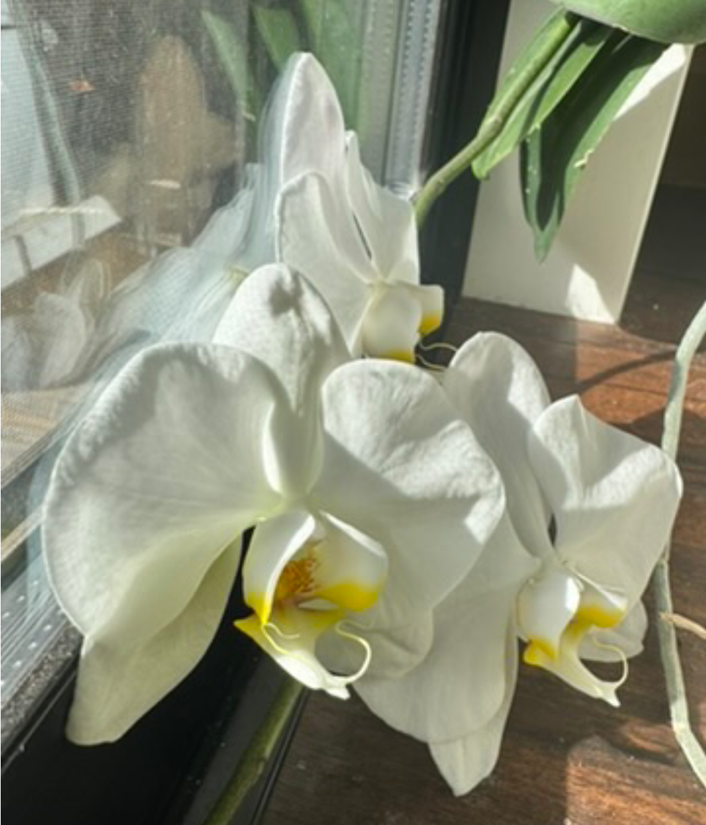 なんと胡蝶蘭が8年連続８度目の開花〜FCON住宅の快適さに驚愕の声！